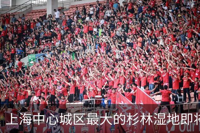 上海中心城区最大的杉林湿地即将进入最佳观赏期，记者实探